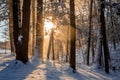 Winter sunrise forest snow with warm orange light Royalty Free Stock Photo