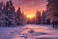 winter sunrise illuminating snow-covered pines Royalty Free Stock Photo