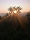 Winter sunrise mountains thorn tree dead grass Royalty Free Stock Photo