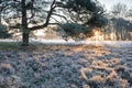 Winter sunrise over frosted meadow and tree