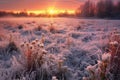 winter sunrise over a snow-blanketed meadow