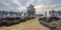 Winter sunrise over trail through frosty heathland