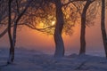 Winter sunrise. Snowy trees in morning sunlight in fog. Amazing wintry scene. Winter nature landscape with yellow sun through