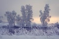 Winter sunrise. Snowy trees on river shore. Beautiful wild nature in hoarfrost in morning. Frosty landscape