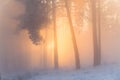 Winter sunrise in the snowy woods. The bright sun shines through the thick fog on the pines. Fabulous winter forest