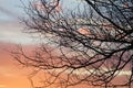 Winter sunset through the branches of a tree Royalty Free Stock Photo