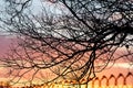 Winter sunset through the branches of a tree Royalty Free Stock Photo