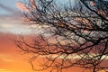 Winter sunset through the branches of a tree Royalty Free Stock Photo