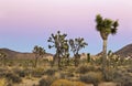 Winter Sunset Colors at Joshua Tree National Park California USA Royalty Free Stock Photo