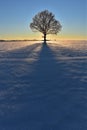 Beautiful landscape with a lonely oak tree in a winter field. Royalty Free Stock Photo