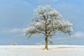 Beautiful landscape with a lonely oak tree in a winter field. Royalty Free Stock Photo