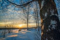 Winter landscape, sunset among the birches. Royalty Free Stock Photo