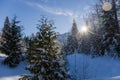 Winter sunset in forest - panoramic view. A fabulous winter - snow-covered trees, sun rays and blue sky Landscape nature in Canada Royalty Free Stock Photo