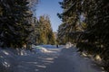 Winter walk through the snow-covered pine forest. Hiking trail in a winter landscape on a sunny day with blue sky Royalty Free Stock Photo