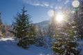 Winter sunset in forest - panoramic view. A fabulous winter - snow-covered trees, sun rays and blue sky Landscape nature in Canada Royalty Free Stock Photo