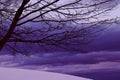Winter sunset in front of a cloudy sky with a tree in ultra violet Royalty Free Stock Photo