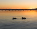 Ducks swimming on a lake in a winter sunset at Juanita Bay Park, Kirkland, Washington Royalty Free Stock Photo