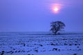 Winter background - sunset with lonely tree Royalty Free Stock Photo