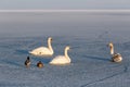 Winter sunset over the lake Balaton of Hungary with mute swans Royalty Free Stock Photo