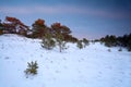 Winter sunset over snowy forest Royalty Free Stock Photo