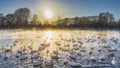 Winter sunset over Swan Lake. The sun is low. Royalty Free Stock Photo