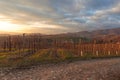 Winter sunset over vineyard, Conegliano, Italy Royalty Free Stock Photo