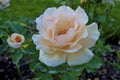 Winter Sunset Rose 823144