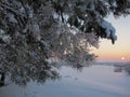 Winter sunset shining in pine woods Royalty Free Stock Photo