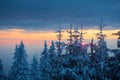 Winter sunset sky and fir forest on mountain Royalty Free Stock Photo