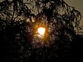 Winter . Snow-covered silhouettes of plants and trees Royalty Free Stock Photo