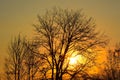 Winter sunset tree silhouette Royalty Free Stock Photo