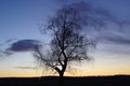Winter Sunset with tree in silhouette Royalty Free Stock Photo