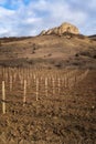 Winter sunset in the vineyard of Crimea. Moody sky