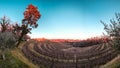 Winter sunset in the vineyards of Collio Friulano