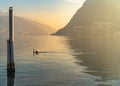 Sunset with a swan crossing lake of Lugano Royalty Free Stock Photo