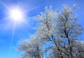 Winter sunshine Royalty Free Stock Photo