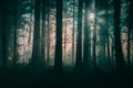 Winter sunshine shining through a mysterious foggy woodland