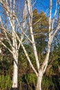 Winter sunshine on two Silver Birch trees in East Grinstead Royalty Free Stock Photo