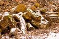 Winter supplies of firewood