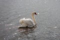 Winter Swan