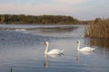 winter swans on the lake Royalty Free Stock Photo
