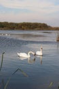 winter swans on the lake Royalty Free Stock Photo