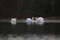 Winter Swans Swimming on a Lake Royalty Free Stock Photo