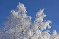 The winter in swedish Lapland