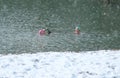 Winter swimmers on Brighton Beach in February 2018