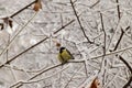 Winter swollen yellow Caucasian titmouse in snowy tree branches