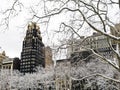 Winter Sycamore Bryant Park