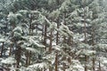Winter taiga forest under snowfall background