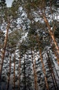 Winter taiga. Sayan. Royalty Free Stock Photo