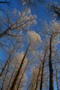 Winter tale. Tall poplar trees covered by hoarfrost against blue sky on sunset Royalty Free Stock Photo